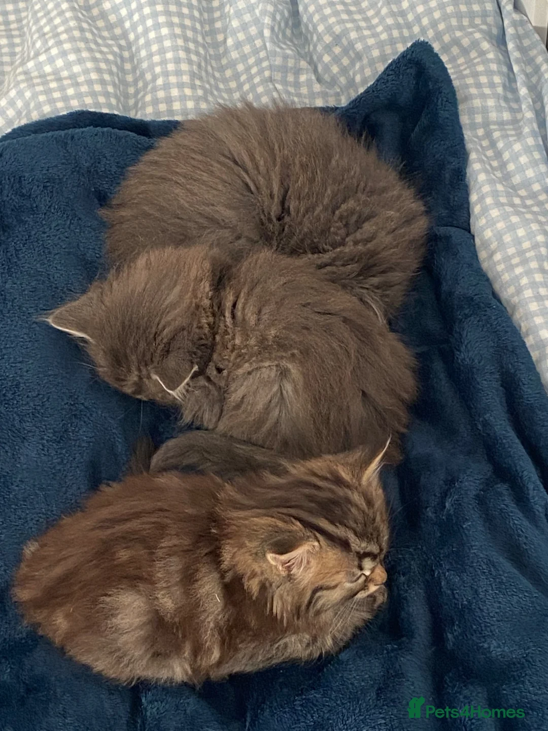 Mixed Breed cats for sale: 3 gorgeous kittens available  - Advert 2