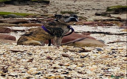 American Bull Staffy dogs for sale: Staffi X American Bulldog Pups - Image 11