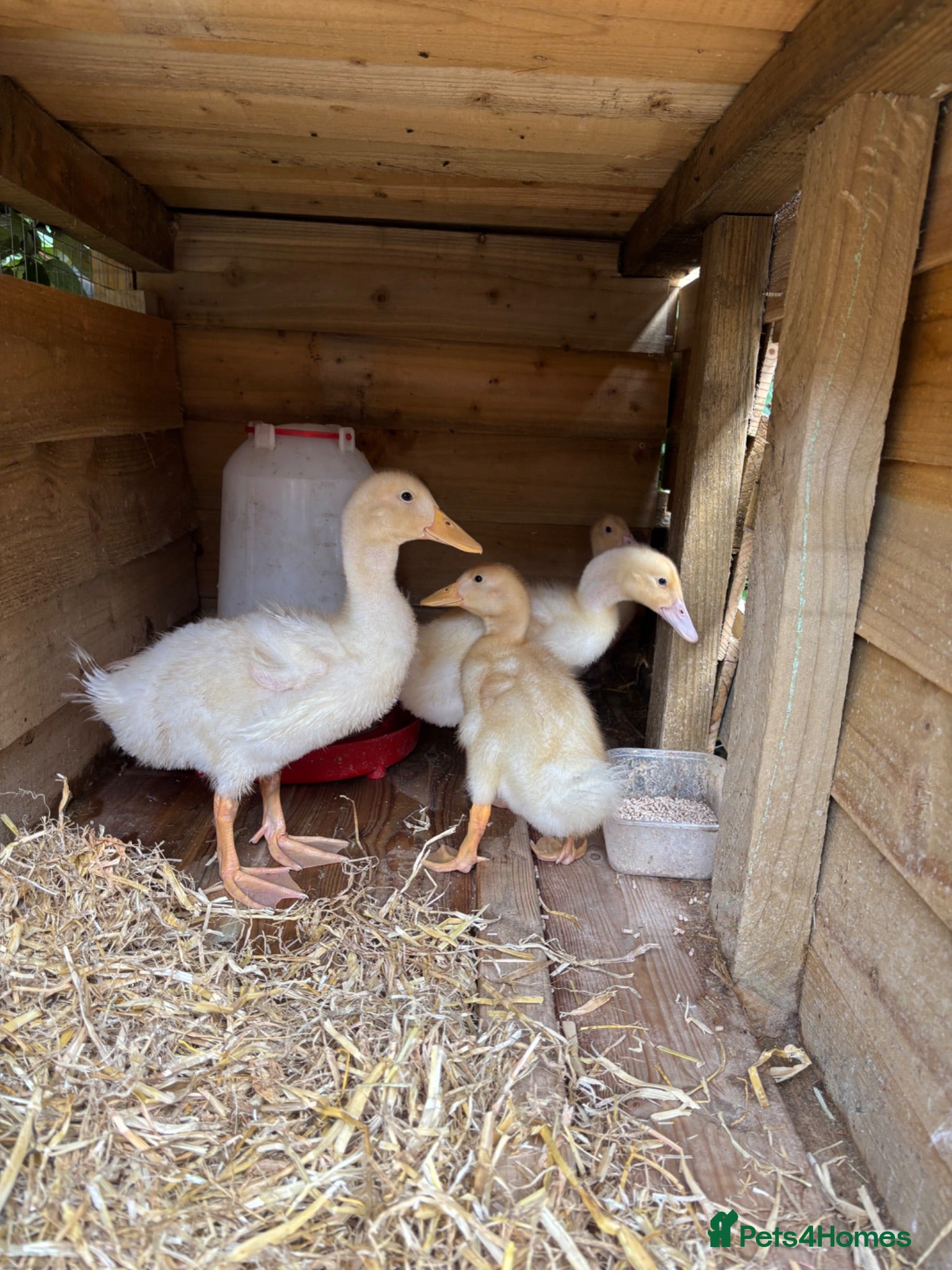 Ducks poultry Very friendly incubator hatched cherry apple yard  - Advert 1
