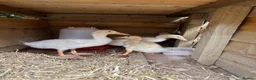 Ducks poultry for sale: Very friendly incubator hatched cherry apple yard  - Advert 1