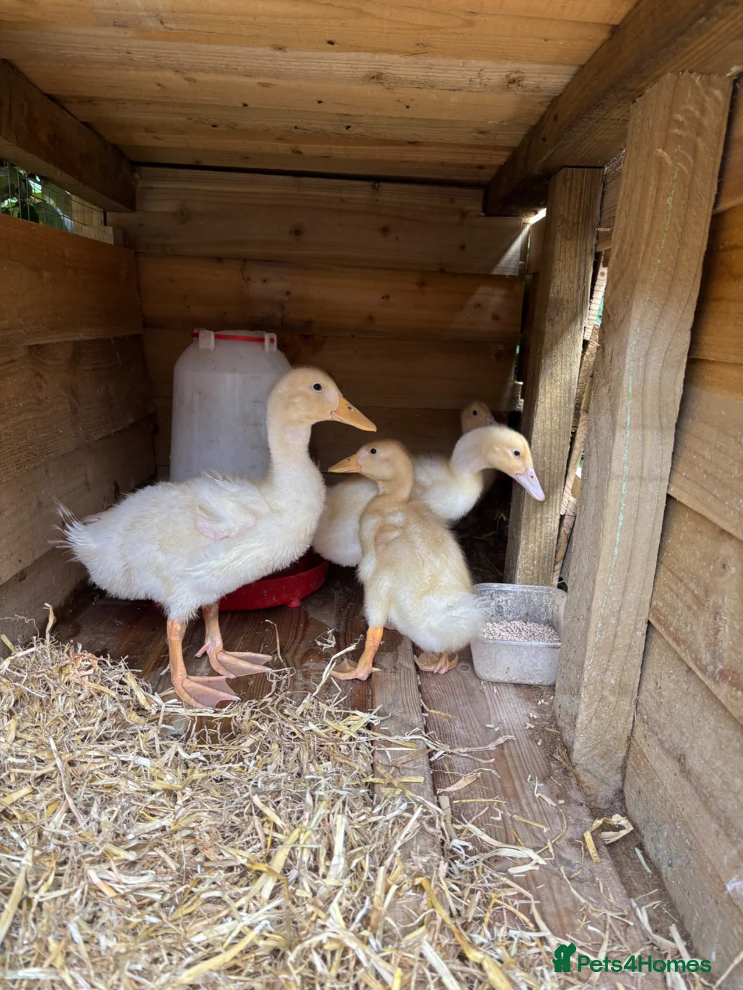 Ducks poultry for sale: Very friendly incubator hatched cherry apple yard  - Advert 1