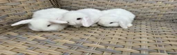 Mini Lop rabbits for sale: Blue eyed white mini lops. - Advert 4