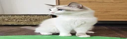 Ragdoll cats for sale: Ragdoll Babies ❤️ - Advert 5