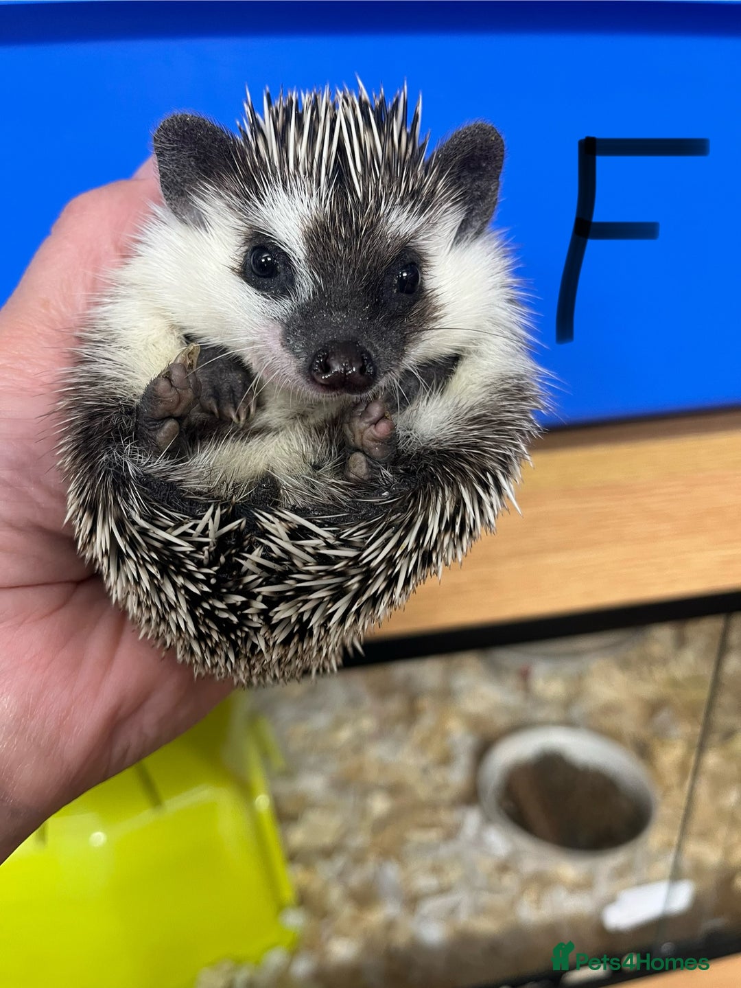 Pygmy Hedgehog rodents for sale: Stunning girls & unrelated boy ready now  - Image 2