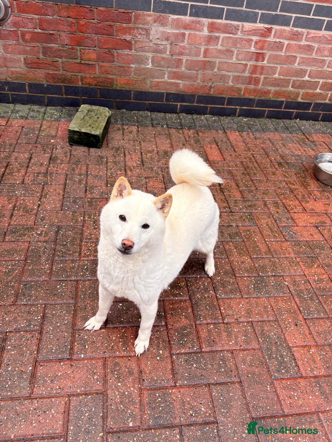 Japanese Shiba Inu dogs for sale: Japanese Shiba Inu - Advert 1