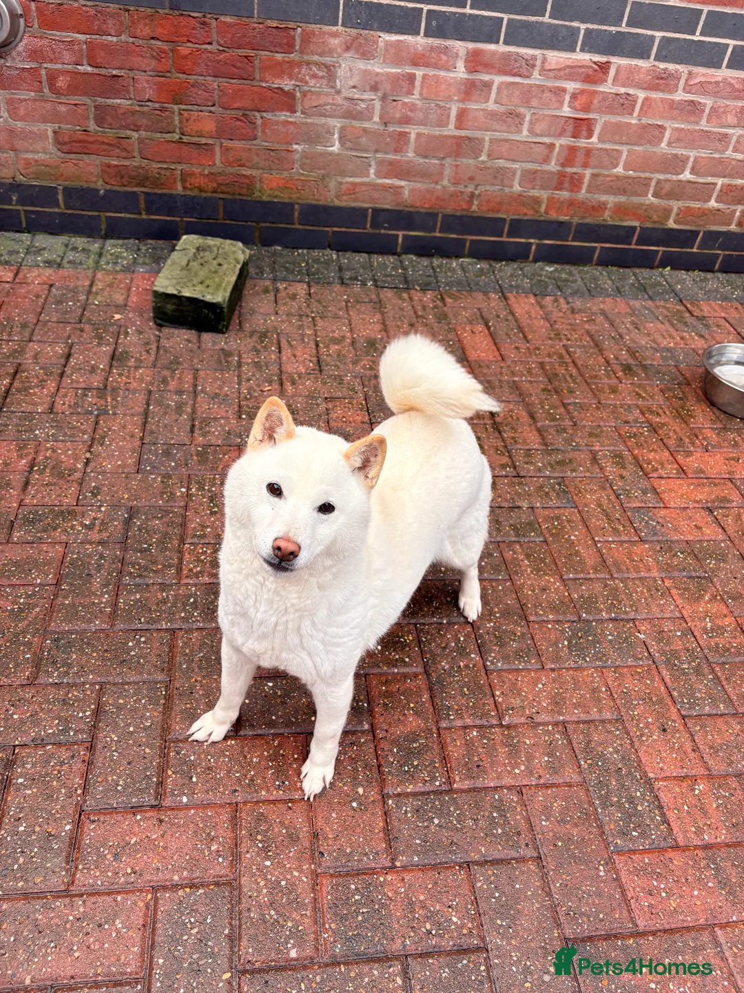 Japanese Shiba Inu dogs for sale: Japanese Shiba Inu - Advert 1