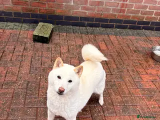 Japanese Shiba Inu dogs Japanese Shiba Inu - Advert 13