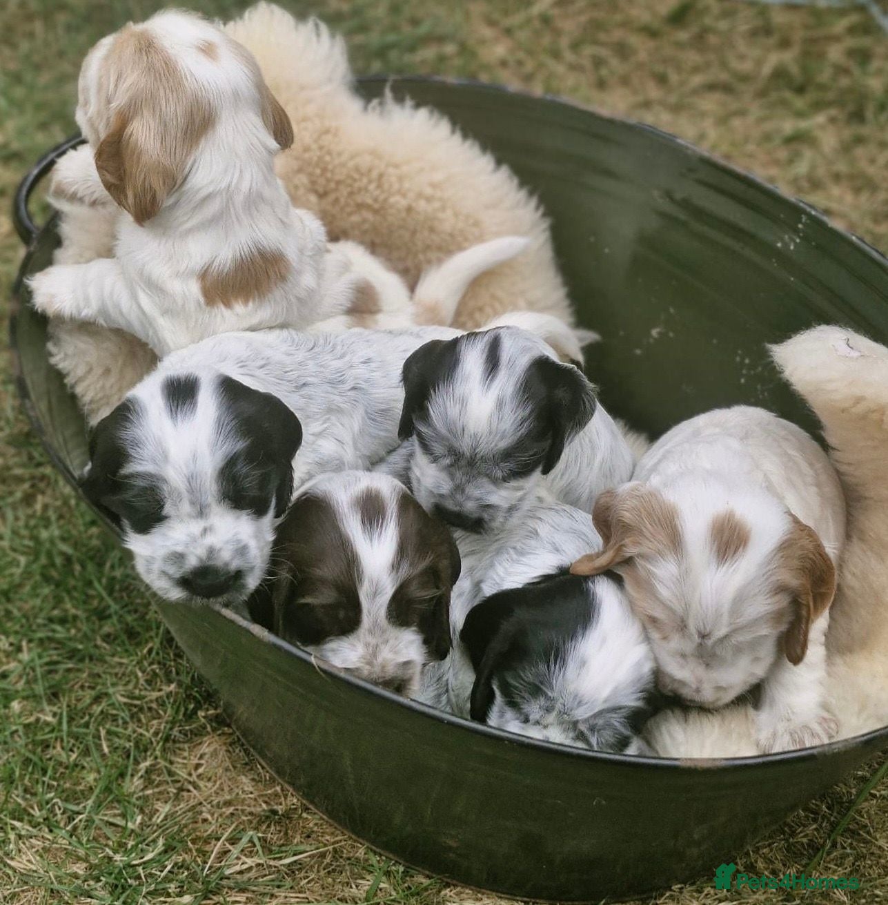 Cocker Spaniel dogs Cocker Spaniel Puppies - Advert 1