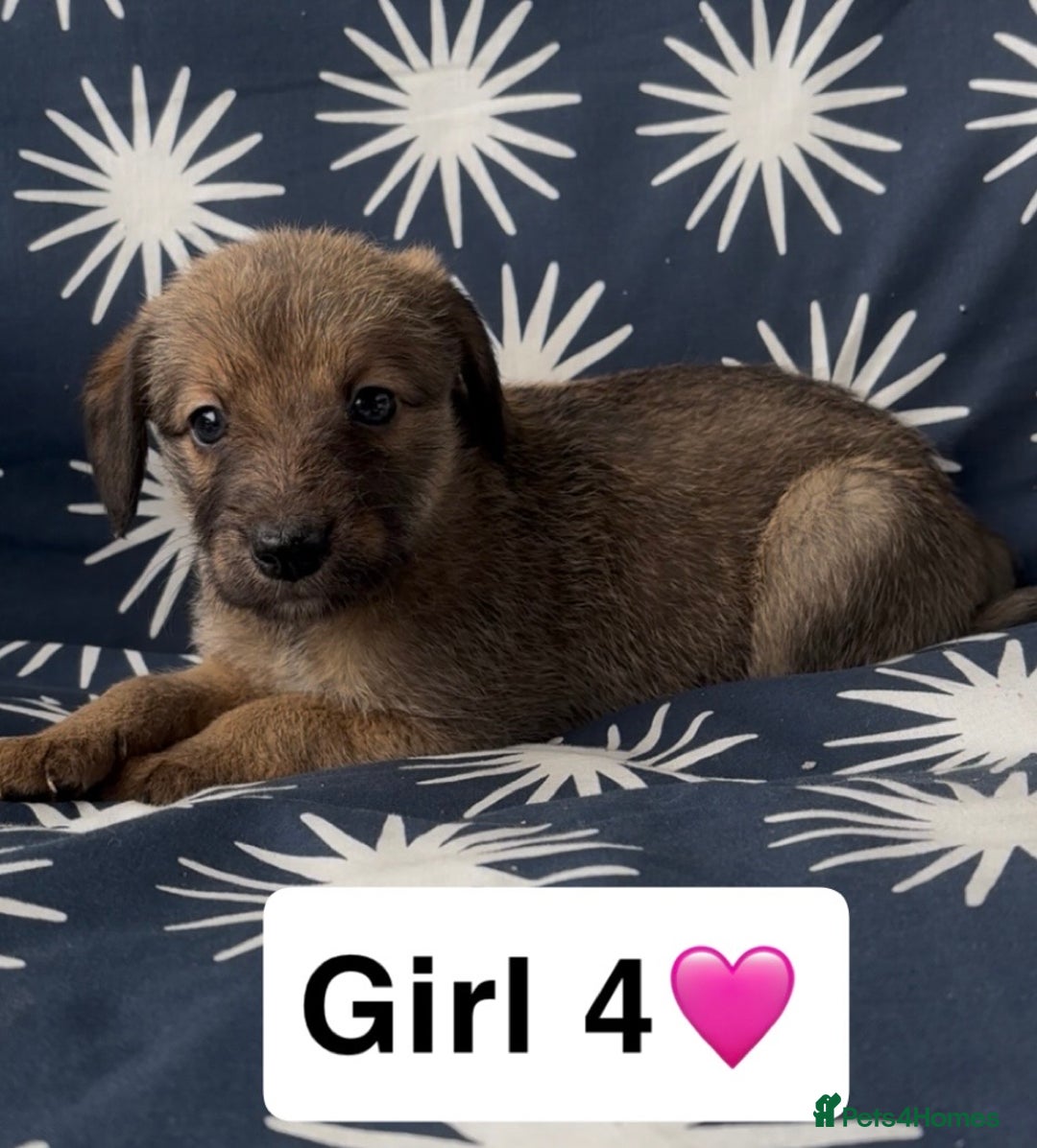 Mixed Breed dogs for sale: Bedlington whippet puppies - Image 23