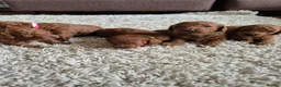 Toy Poodle dogs for sale: Kc regd Toy Poodles  - Advert 2