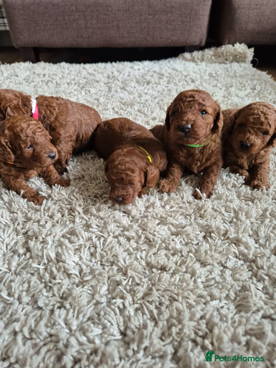 Toy Poodle dogs for sale: Kc regd Toy Poodles  - Advert 2