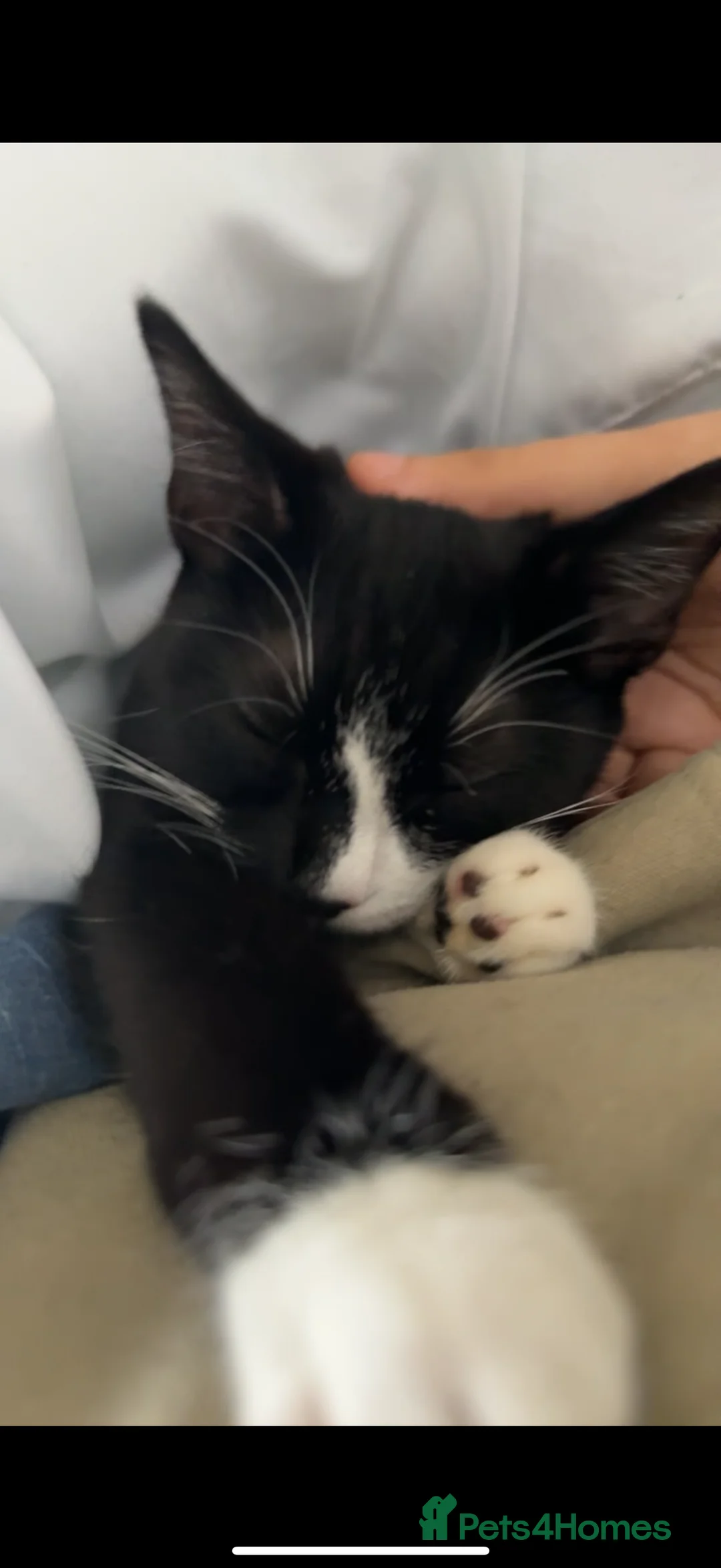 Bombay cats for sale:  NALA - Advert 8