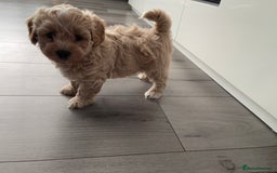 Maltipoo dogs for sale: ❤️XS TOY MALTIPOOS❤️ - Image 10