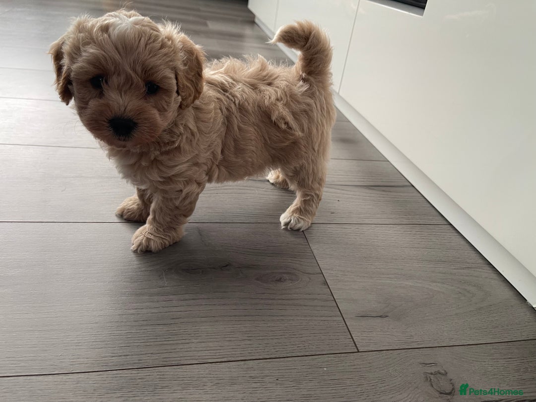 Maltipoo dogs for sale: ❤️XS TOY MALTIPOOS❤️ - Image 10