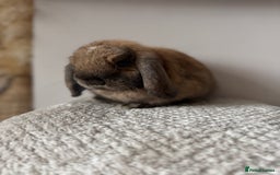 Mini Lop rabbits for sale: Pure Bred Mini lops  - Image 7