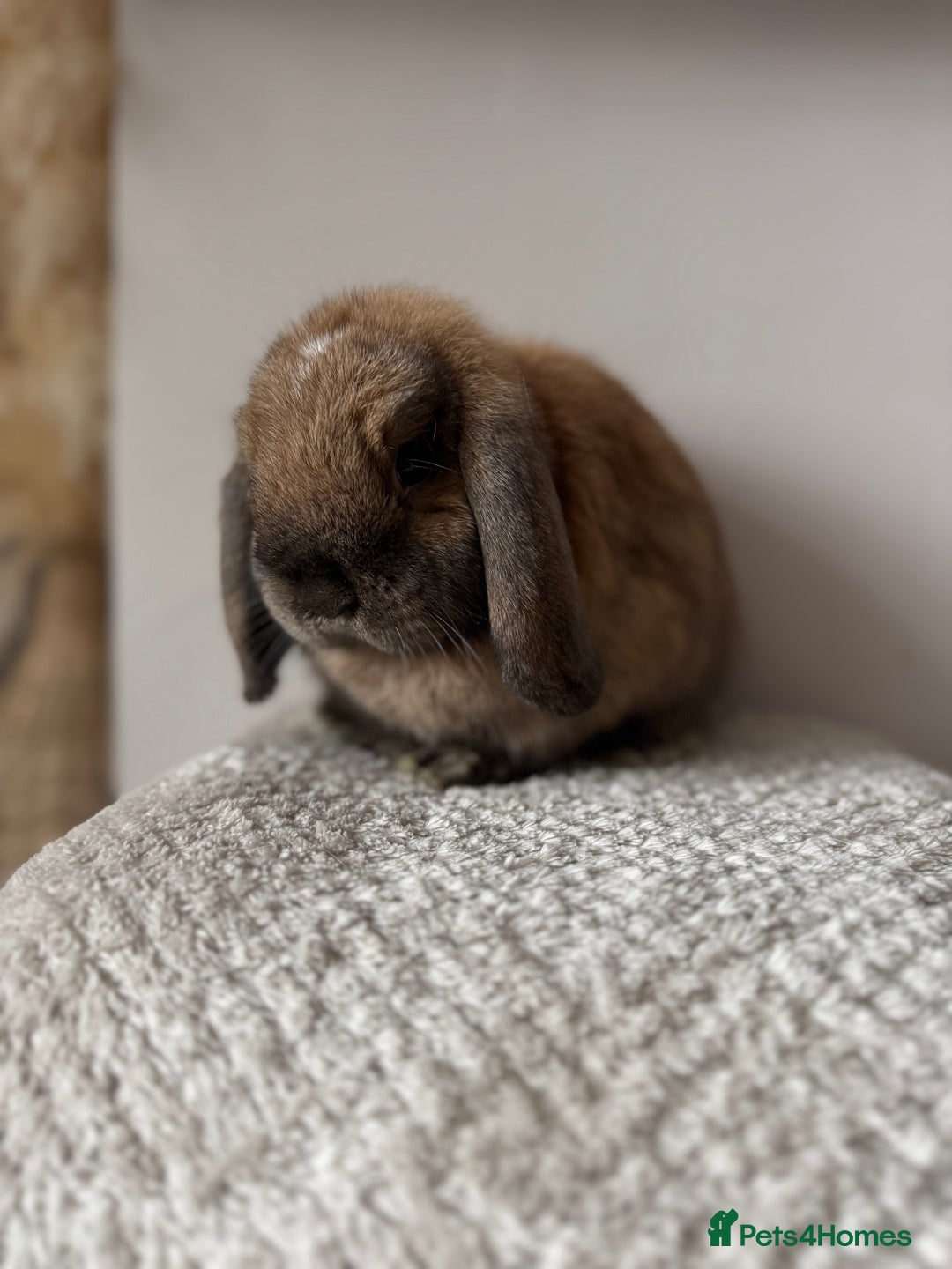 Mini Lop rabbits for sale: Pure Bred Mini lops  - Image 7