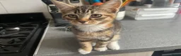 Mixed Breed cats for sale: Half Maine-coon mixed with tabby Kitten in Swindon - Advert 19