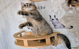 Scottish Fold cats for sale: 2 boys left! TICA registered Scottish Fold - Image 2
