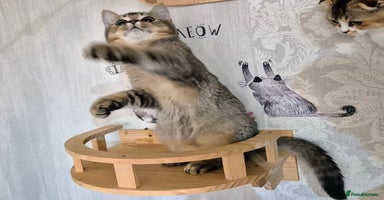 Scottish Fold cats - Advert 3