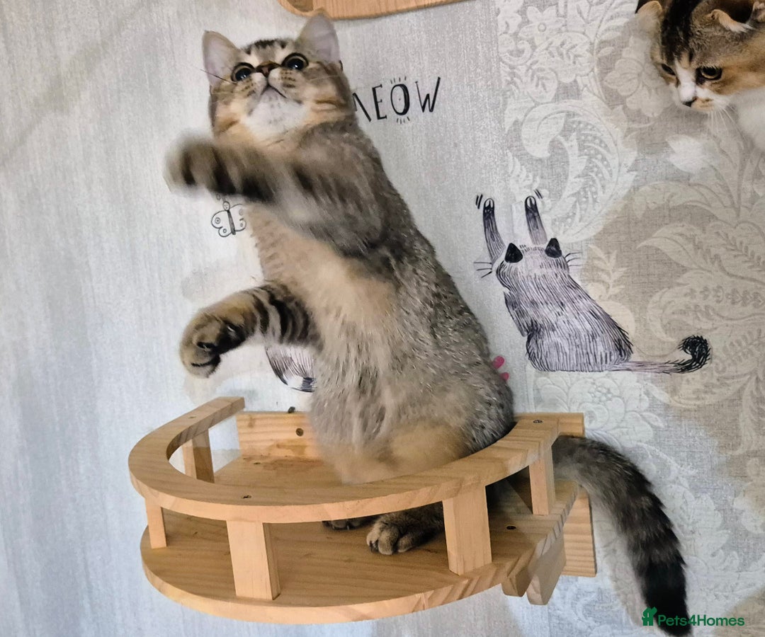 Scottish Fold cats for sale: 2 boys left! TICA registered Scottish Fold - Image 2