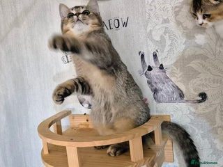 Scottish Fold cats - Advert 7