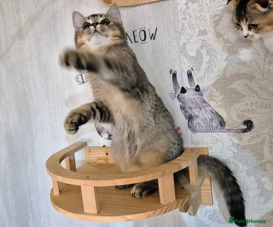 Scottish Fold cats - Advert 11