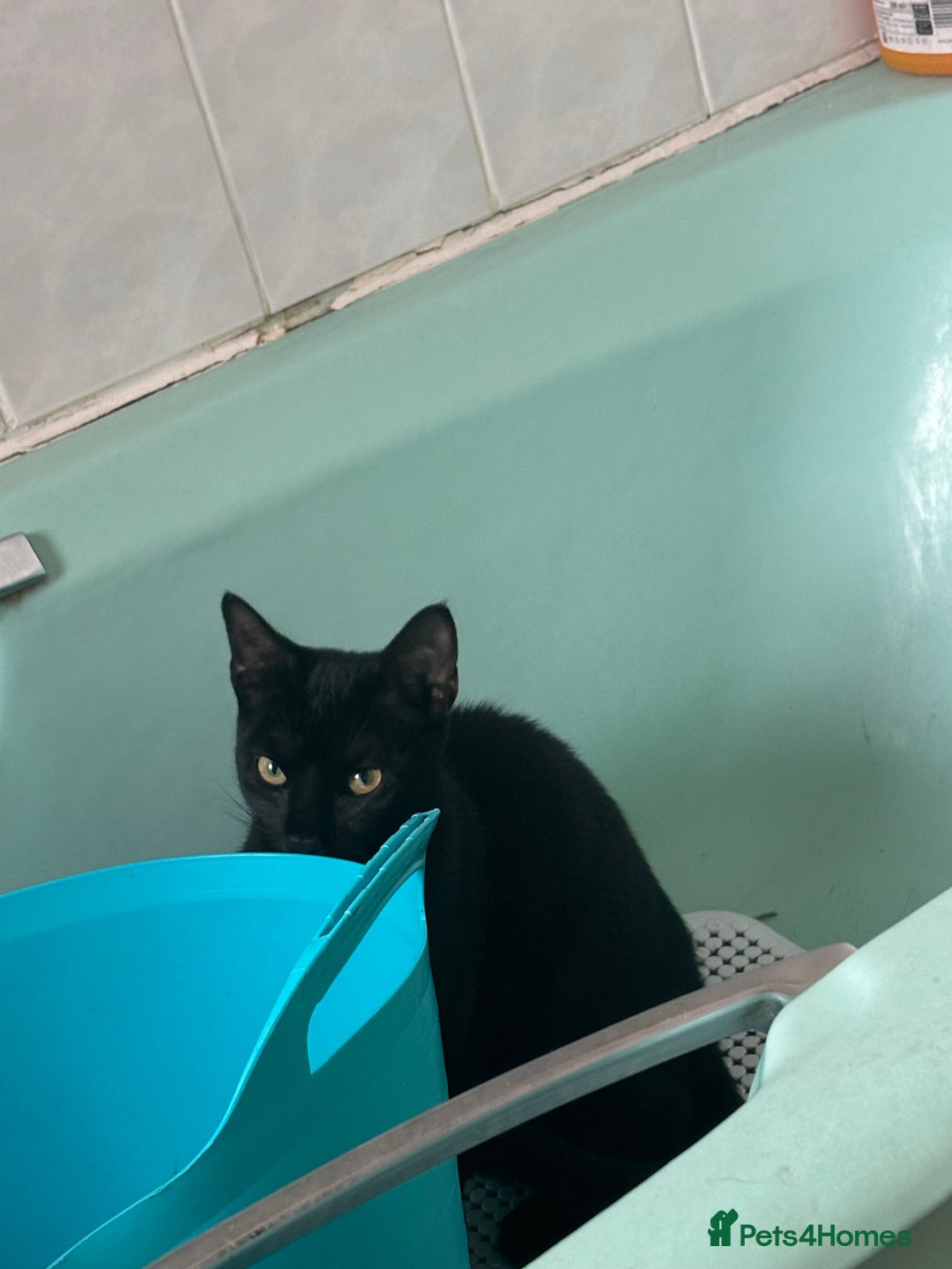 British Shorthair cats for sale: Young kitten Looking for a Loving Home – Urgent  - Image 2