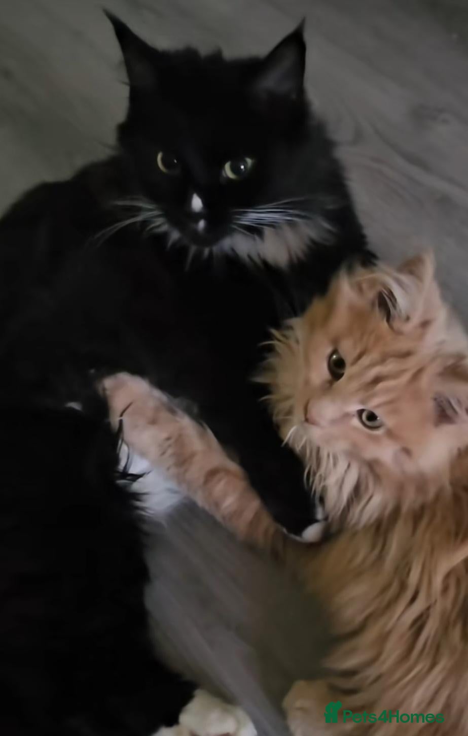 Maine Coon cats Maine coon tortie and tuxedo - Advert 1