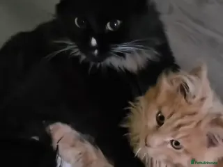 Maine Coon cats Maine coon tortie and tuxedo - Advert 4