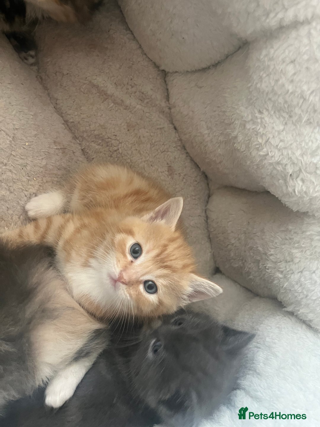 British Shorthair cats for sale: British short hair x - Image 27