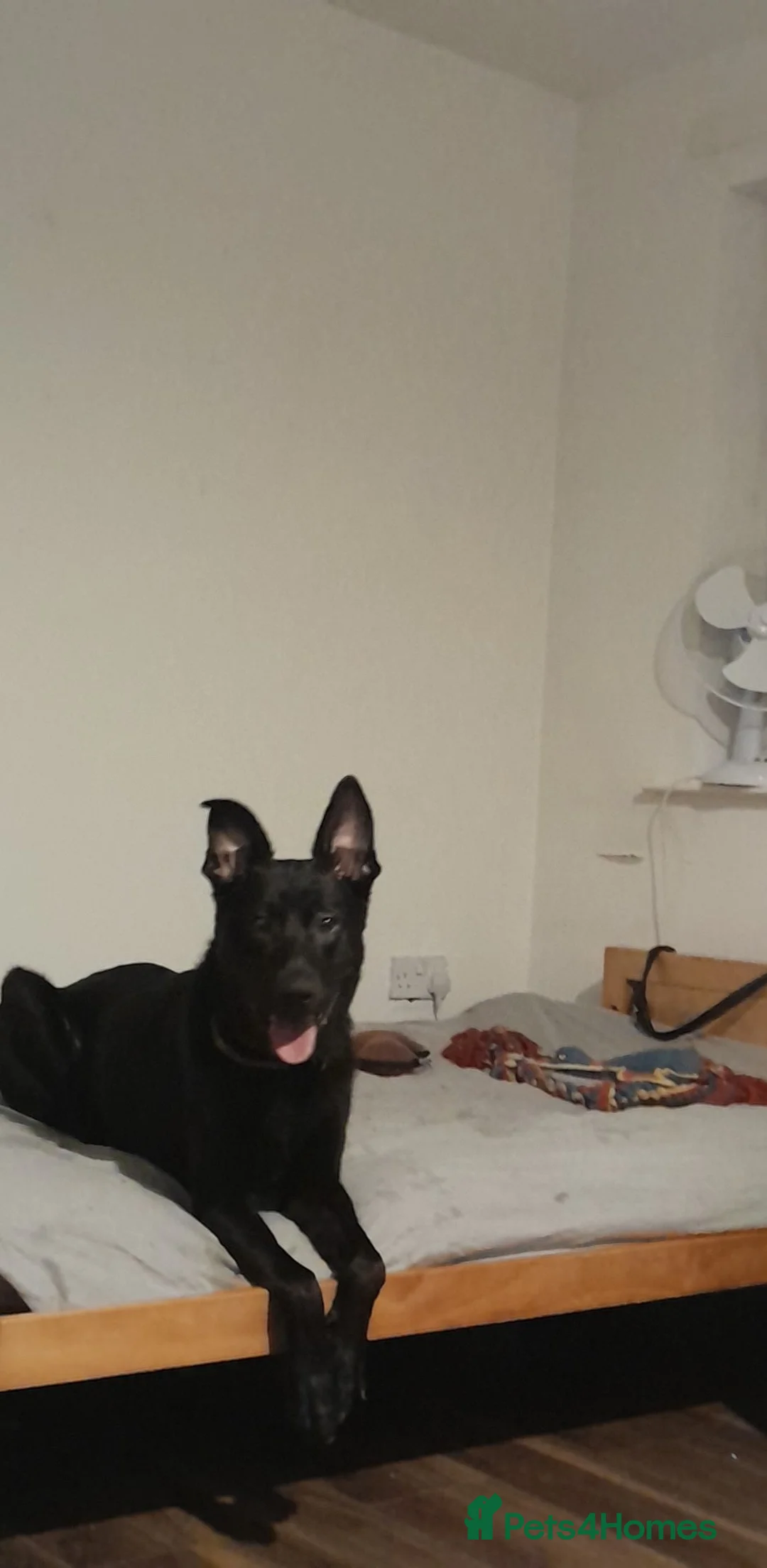 Belgian Shepherd Dog dogs for sale: Black Belgium mal - Advert 2