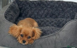 Cavalier King Charles Spaniel dogs for sale: Beautiful cavaliers fully health, and heart tested - Image 10