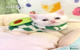 British Shorthair cats for sale: British shorthair babies  - Image 14