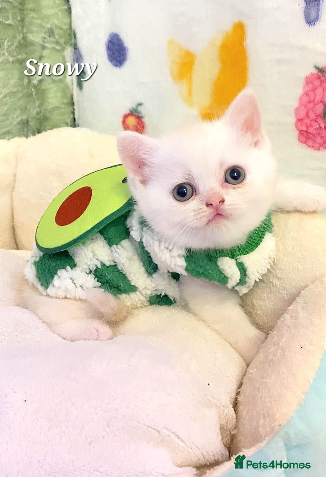 British Shorthair cats for sale: British shorthair babies  - Image 14