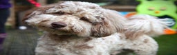 Standard Poodle dogs for stud: Freddie - Professional Stud Service in Eastleigh - Advert 5