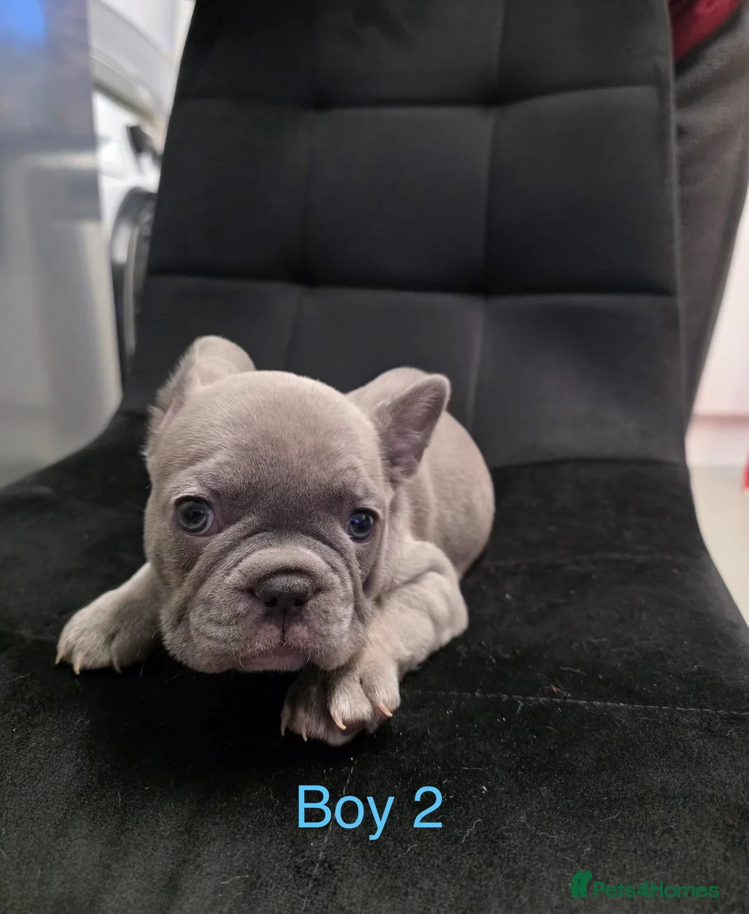 French Bulldog dogs for sale: FrenchBulldog Puppies  - Advert 7
