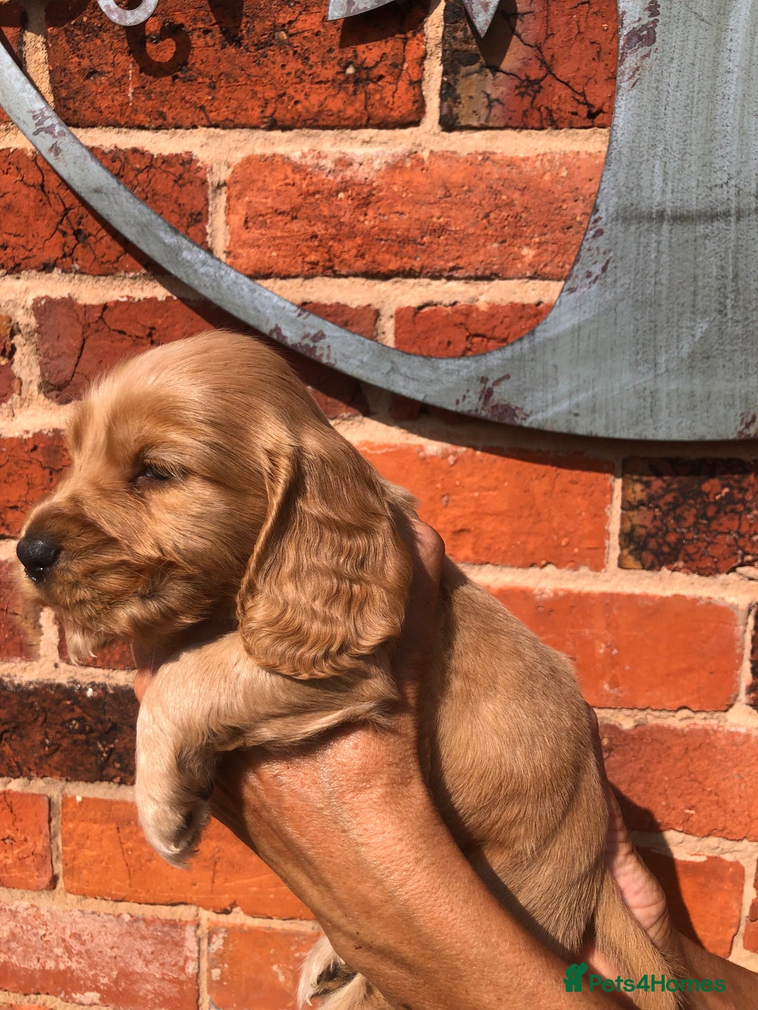 Cocker Spaniel dogs for sale: Pure beautiful show cocker spaniel puppies  - Image 9