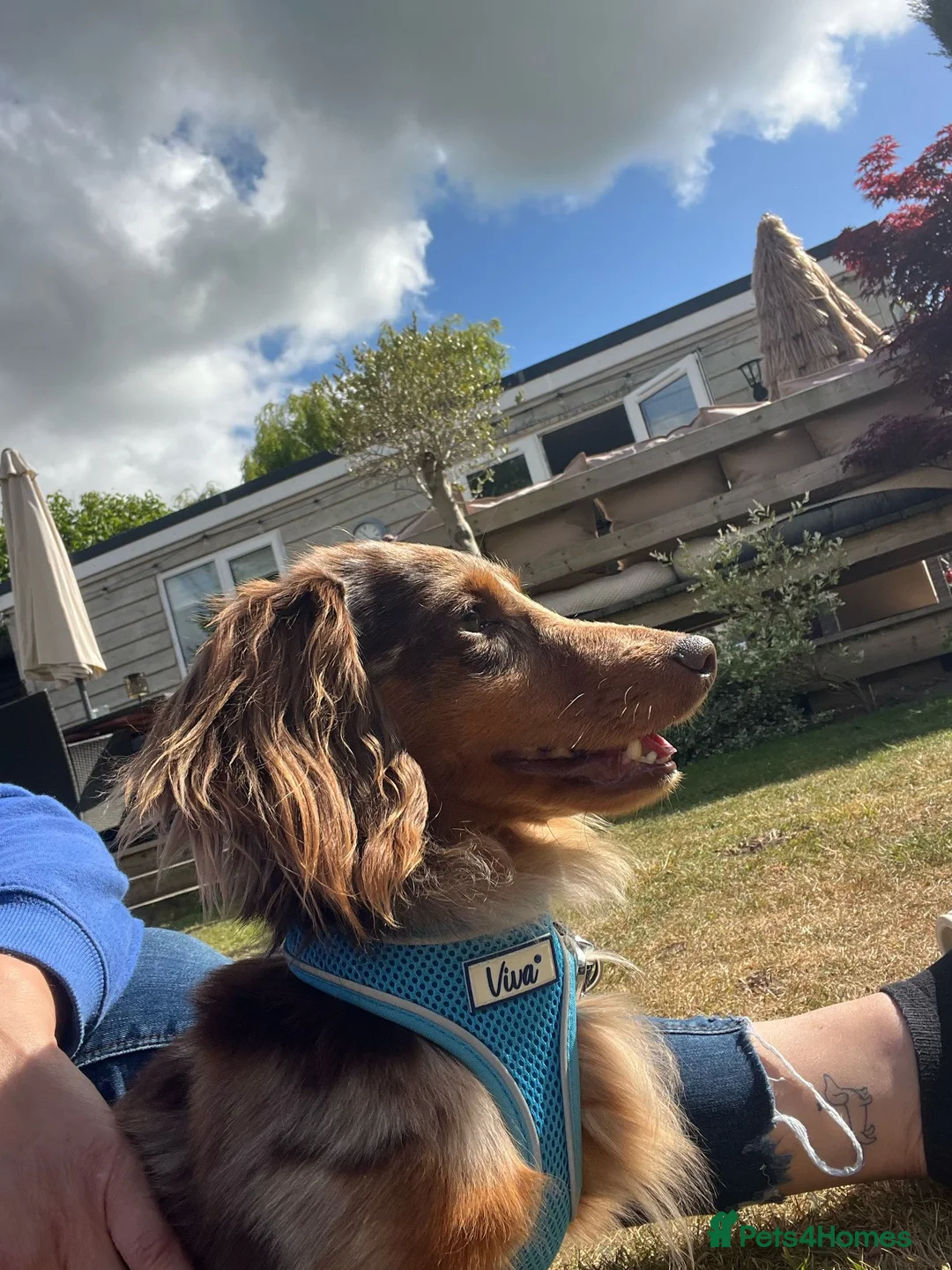 Dachshund dogs for sale: Dapple long haired  - Advert 4