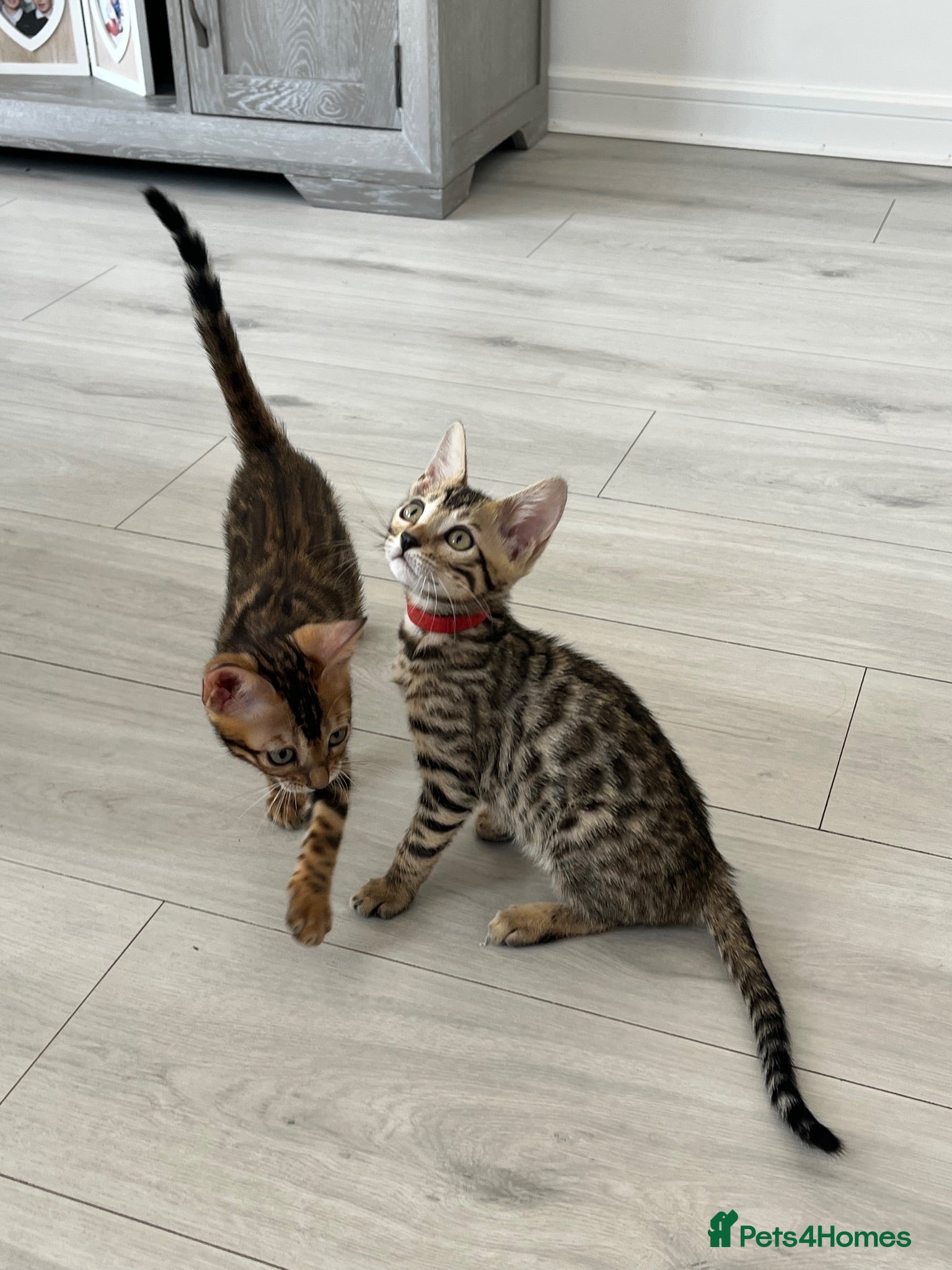 Bengal cats Stunning full pedigree registered bengal kittens  - Advert 2