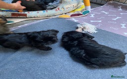 Griffon Bruxellois dogs for sale: New Kids on the Block - Image 9