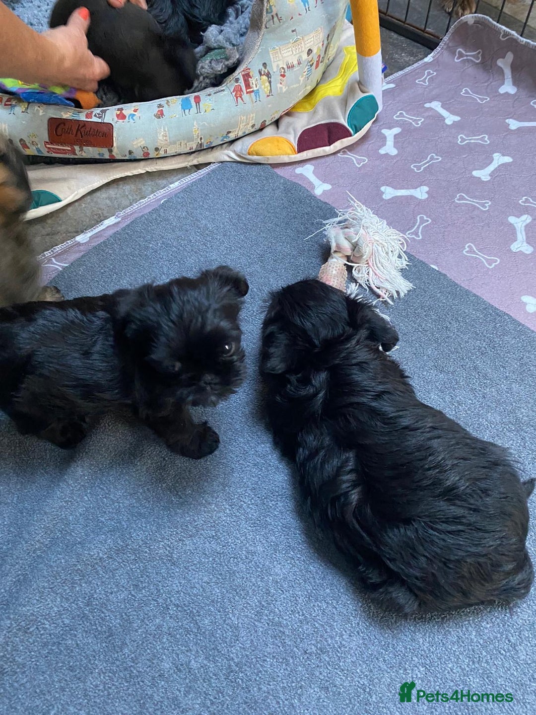 Griffon Bruxellois dogs for sale: New Kids on the Block - Image 9