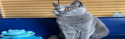 British Shorthair cats for sale: 🌟GCCF BSH 🏆Champion Bloodline 🌟5-Gen Pedigree🌟 - Advert 14