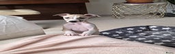 Whippet dogs for sale: Stunning kc reg whippet puppy  - Advert 8