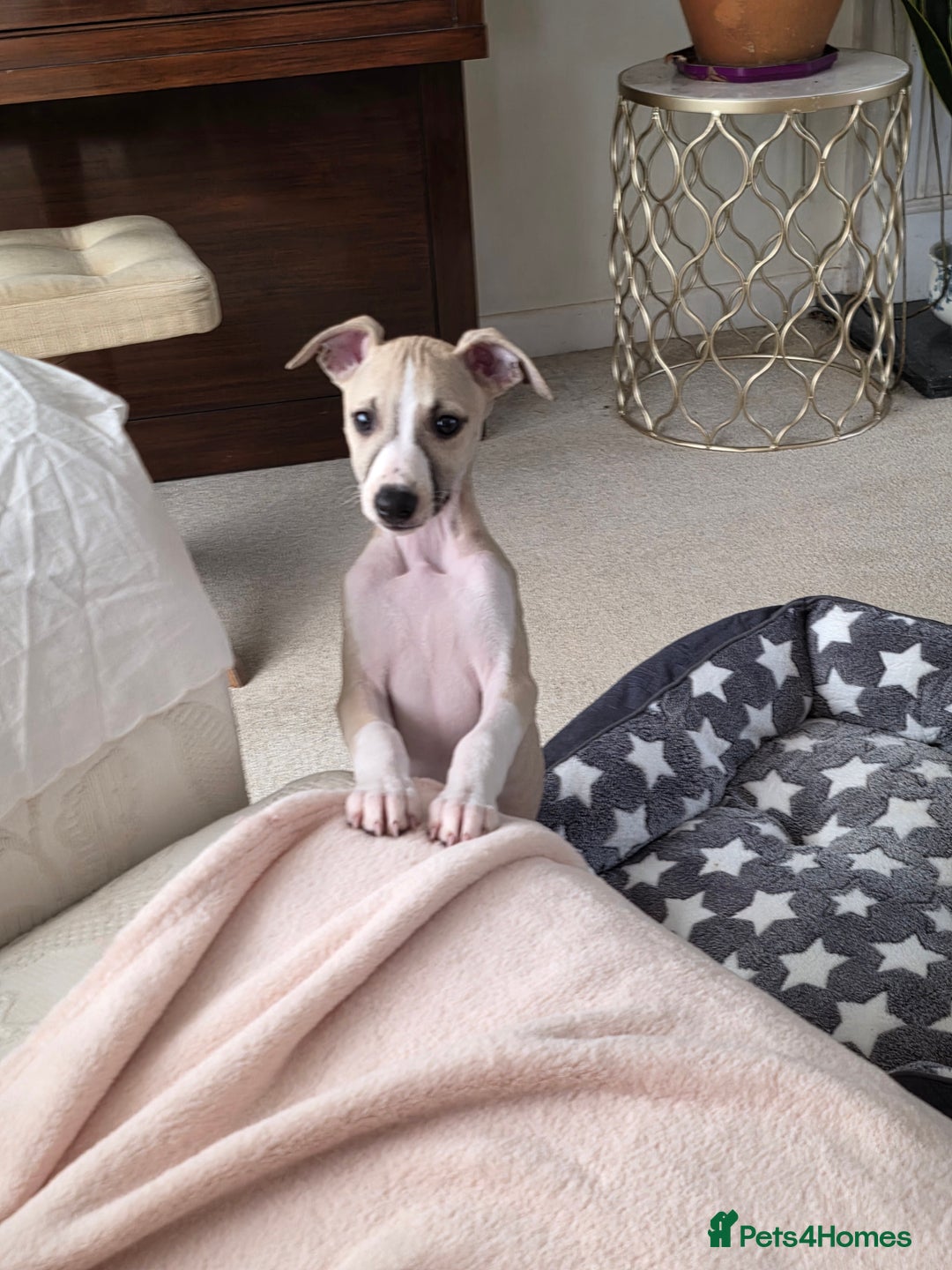 Whippet dogs for sale: Stunning kc reg whippet puppy  - Advert 8