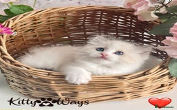 Ragdoll cats for sale: 🐾🩷*TICA REG* LYNX TABBY EU RAGDOLL KITTENS🩵🐾 - Image 8