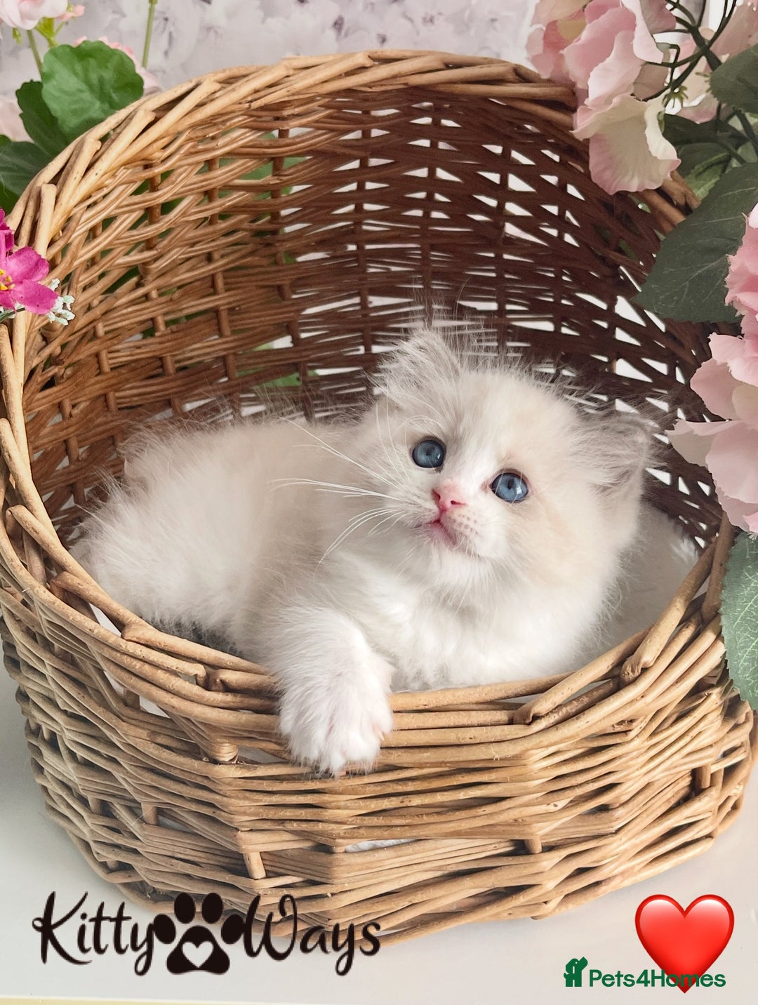 Ragdoll cats for sale: 🐾🩷*TICA REG* LYNX TABBY EU RAGDOLL KITTENS🩵🐾 - Image 8