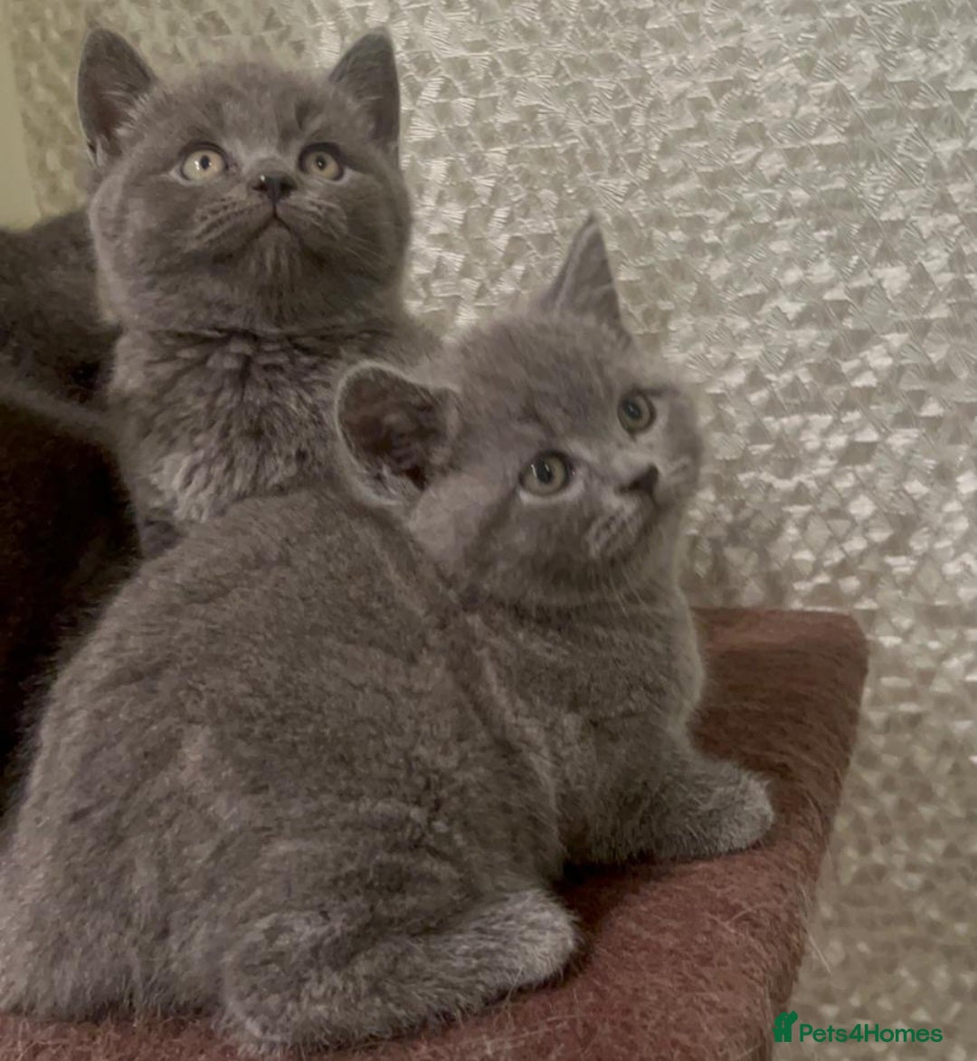British Longhair cats for sale: Adorable British Shorthair Kittens  - Advert 8