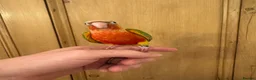 Conures birds for sale: Hand Reared Conures For Sale - Advert 13