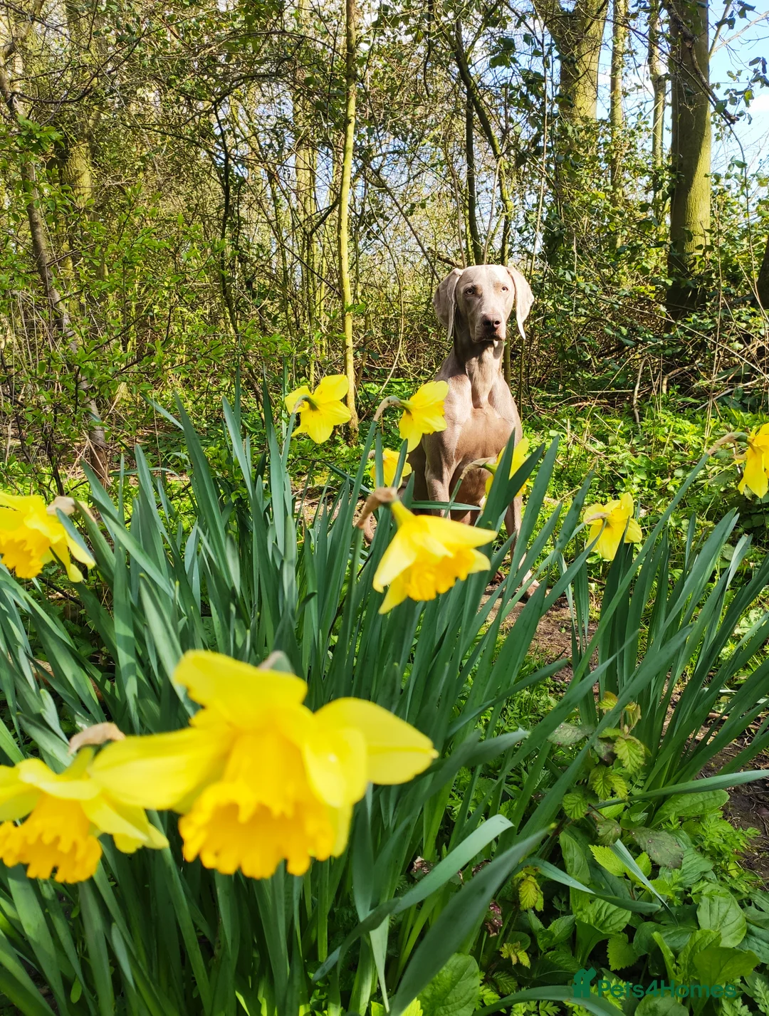 Weimaraner dogs for stud:  KC reg health tested Hipscored stud in Woodbridge - Advert 26