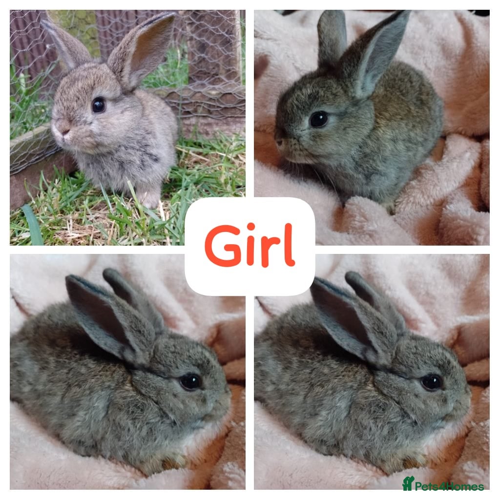 Lionhead rabbits Mini lionheads born  05.04 2026 - Advert 19
